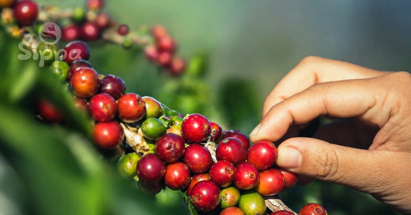 Freshly sourced Arabica coffee beans, hand picked